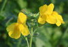 Gefleckte Gauklerblume